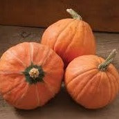 Holland Marsh Squash