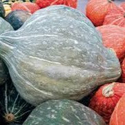 Holland Marsh Squash