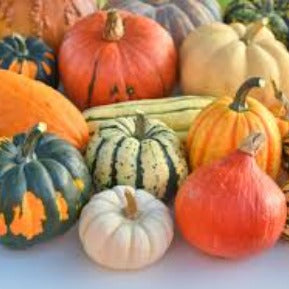 Holland Marsh Squash – Bradford, ON