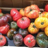 Holland Marsh Tomatoes