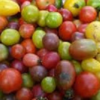 Holland Marsh Tomatoes